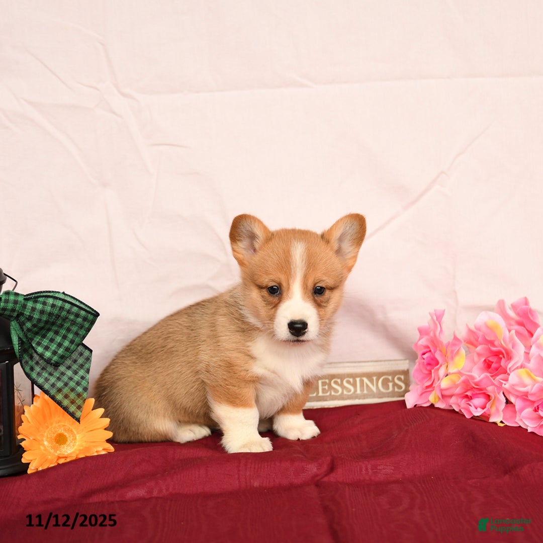 Welsh Corgi Pembroke dogs for sale: Otis - Ad 4