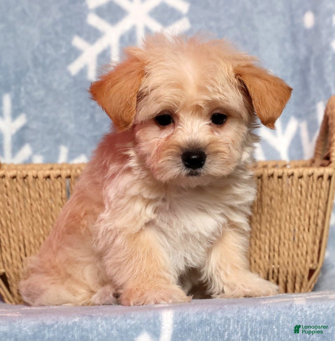 Yochon dogs for sale: Jasper - Ad 1