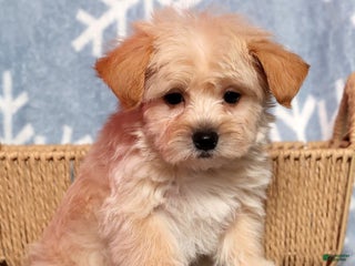 Yochon dogs Jasper - Ad 32