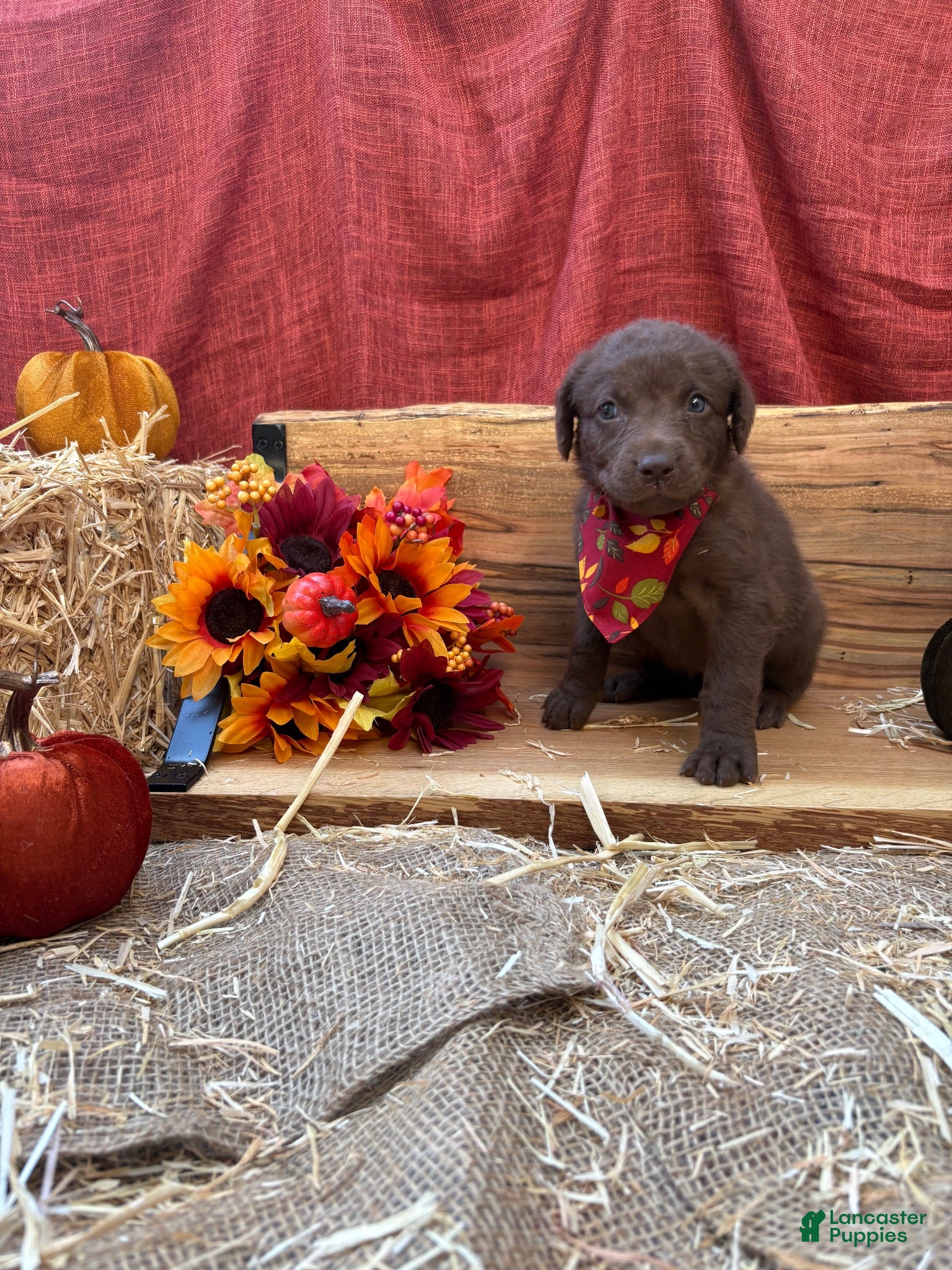 Chesapeake Bay Retriever dogs Chesapeake Bay Retriever 3 - Ad 30