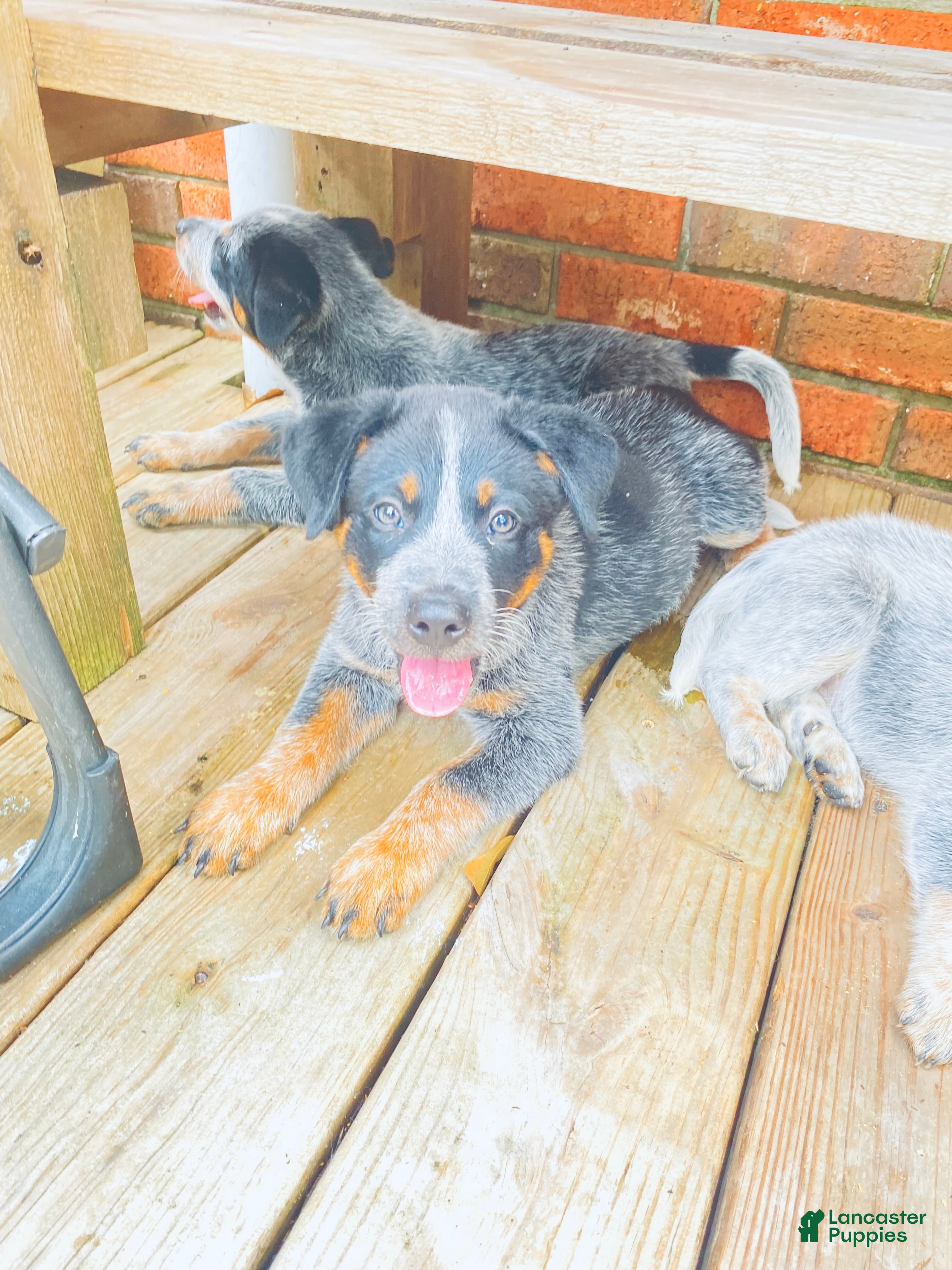 Australian Cattle Dog dogs Big Boy - Ad 2