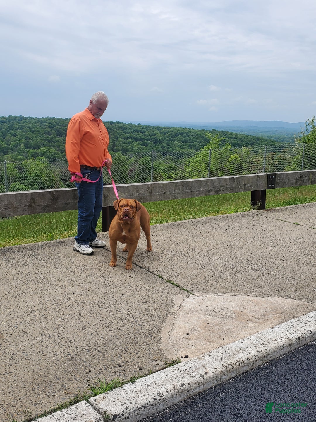 Dogue De Bordeaux dogs for sale: Dogue De Bordeaux Puppy 1 - Ad 4