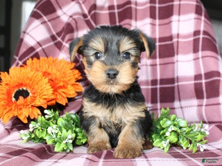 Yorkshire Terrier dogs - Ad 37