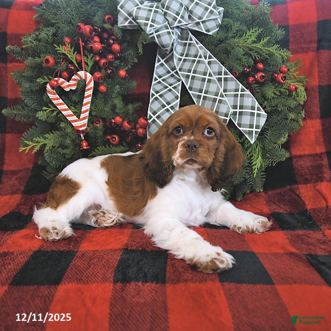 Cocker Spaniel dogs for sale: Max - Ad 3