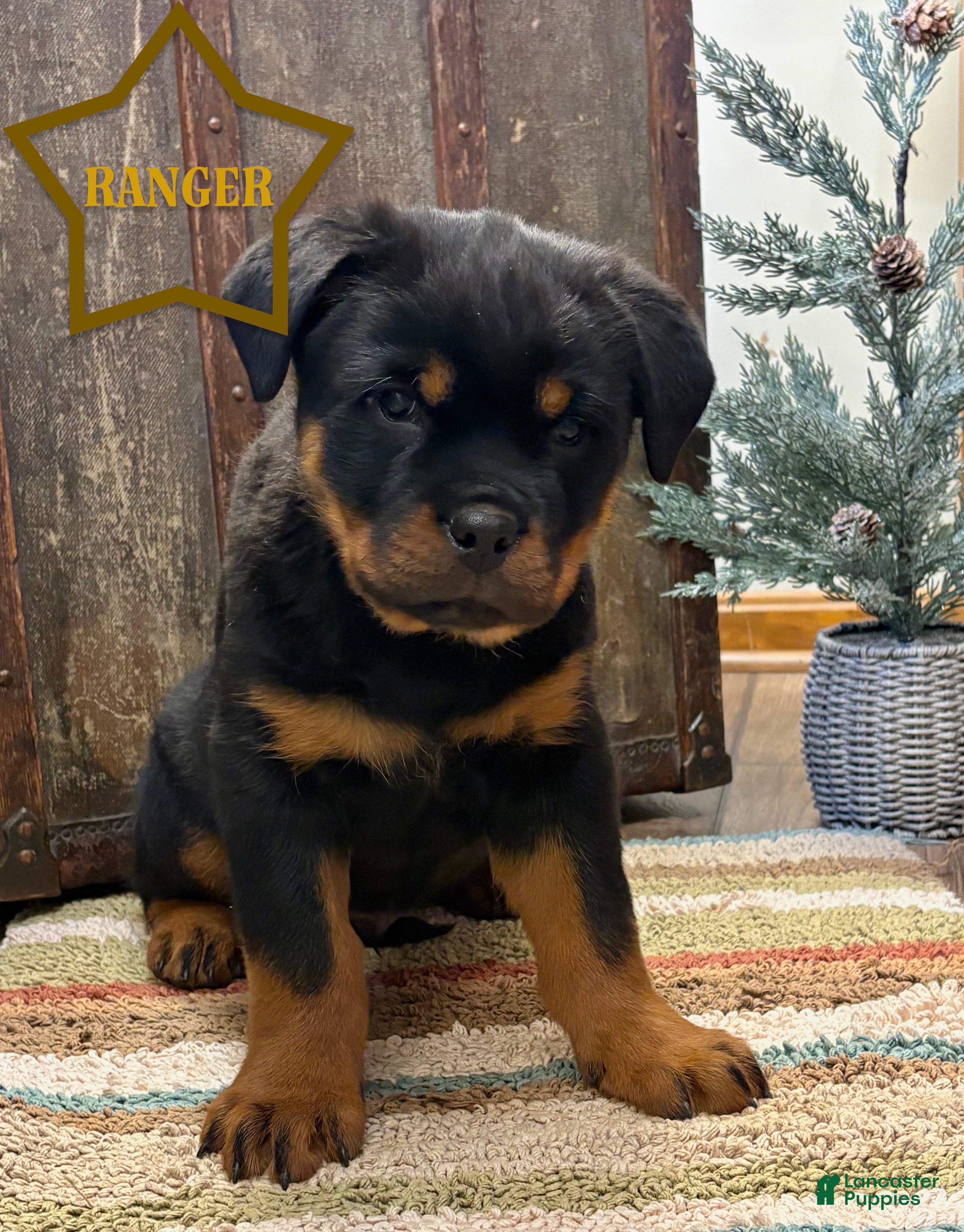 Rottweiler dogs Ranger - Ad 35