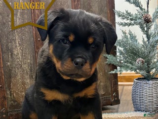 Rottweiler dogs Ranger - Ad 35