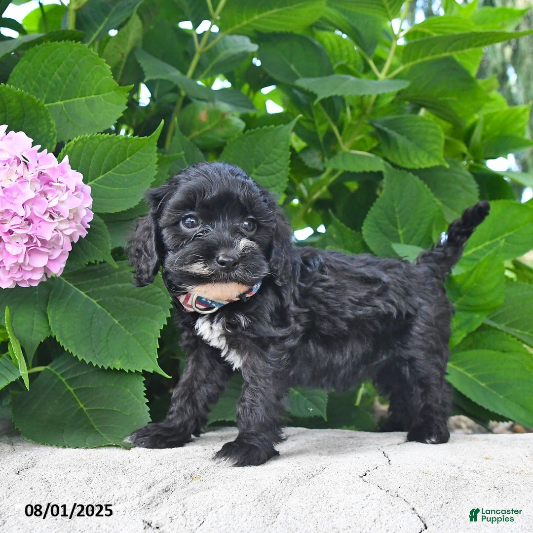 Cavapoo dogs for sale: Tonia - Ad 4