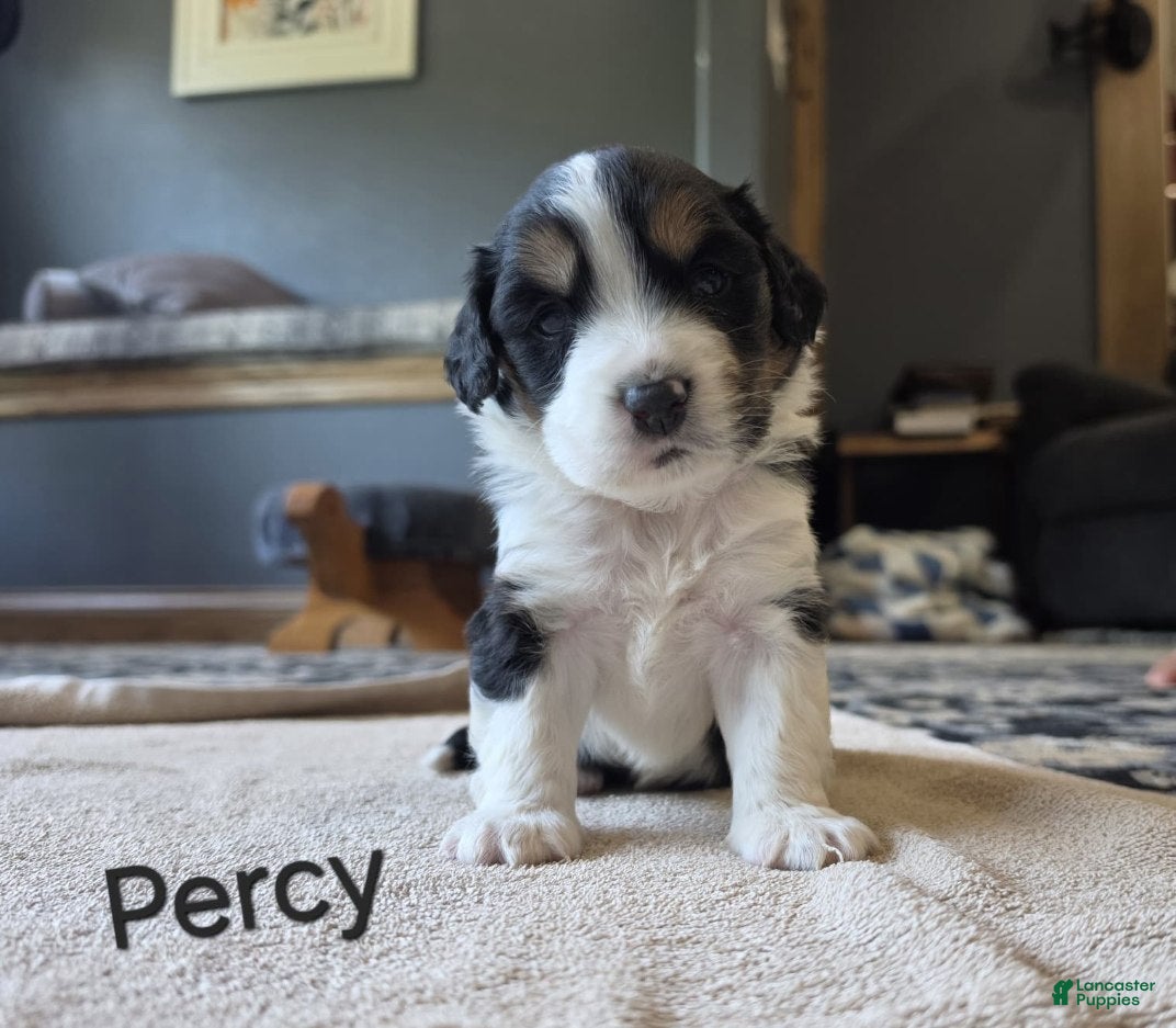 Mixed Breed dogs for sale: Percy - Ad 3