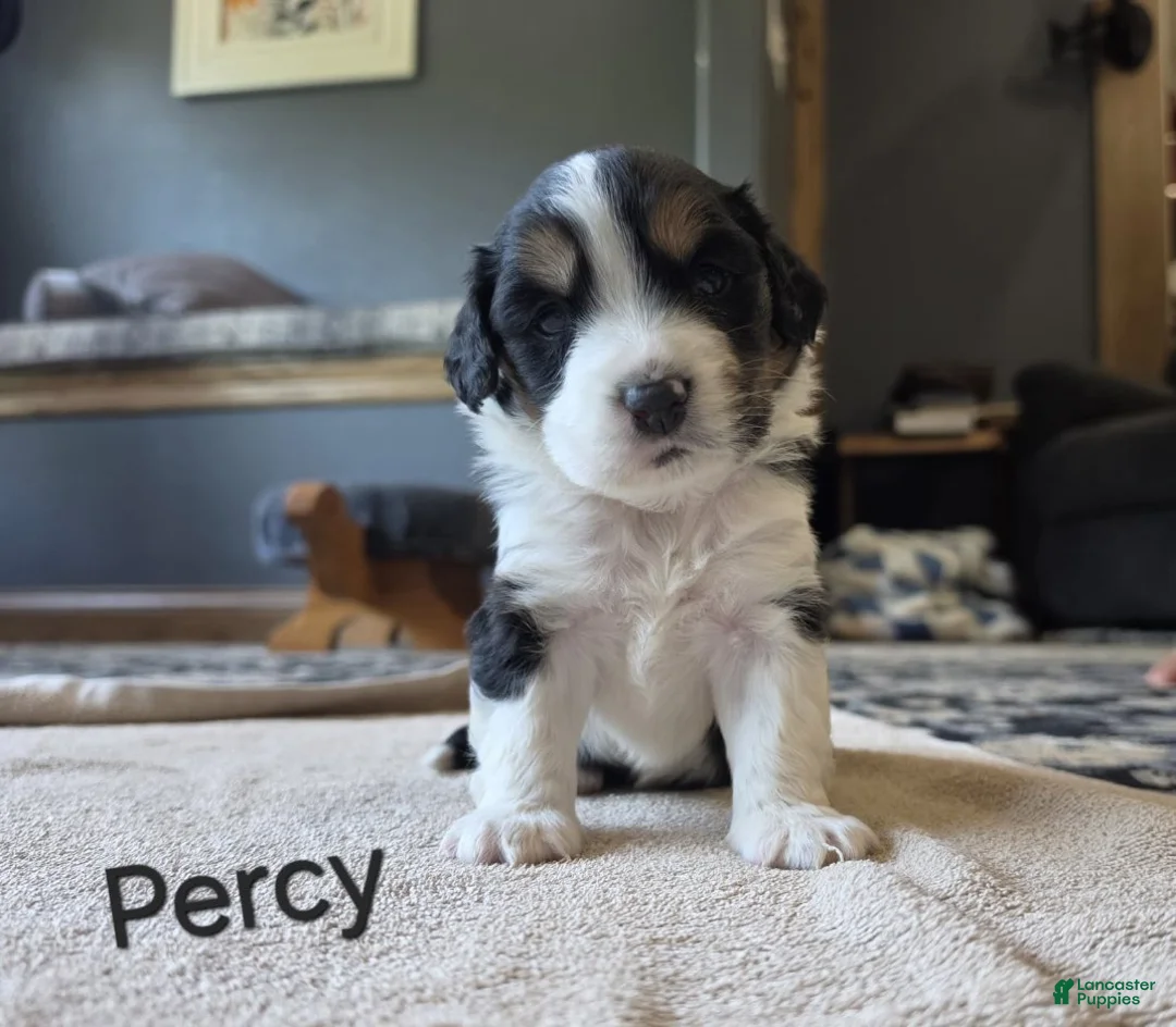 Mixed Breed dogs for sale: Percy - Ad 1