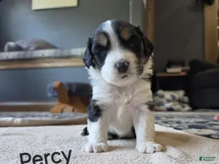 Mixed Breed dogs for sale: Percy - Ad 3