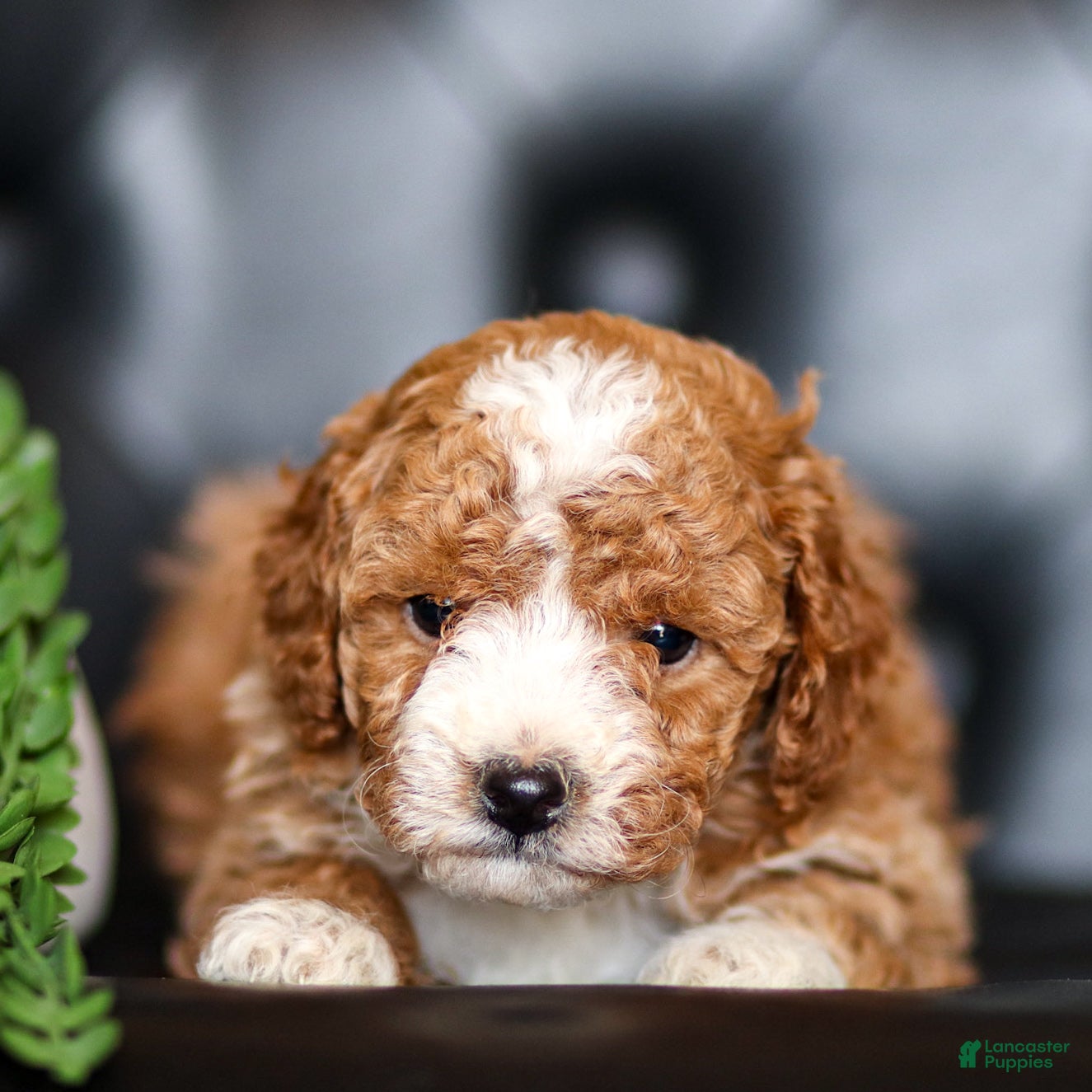 Goldendoodle dogs Olivia - Ad 1