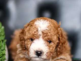 Goldendoodle dogs for sale: Olivia - Ad 1