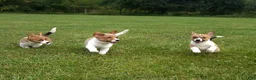 Mixed Breed dogs for sale: Orpheus - Ad 10