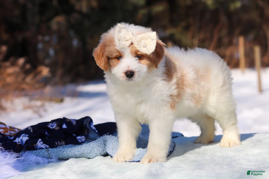 Mini Bernedoodle dogs for sale: Sydney - Ad 1