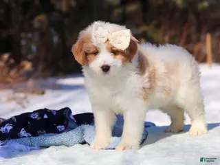 Mini Bernedoodle dogs for sale: Sydney - Ad 1