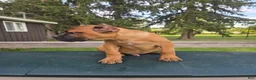 Cane Corso dogs for sale: Cane Corso 1 - Ad 3