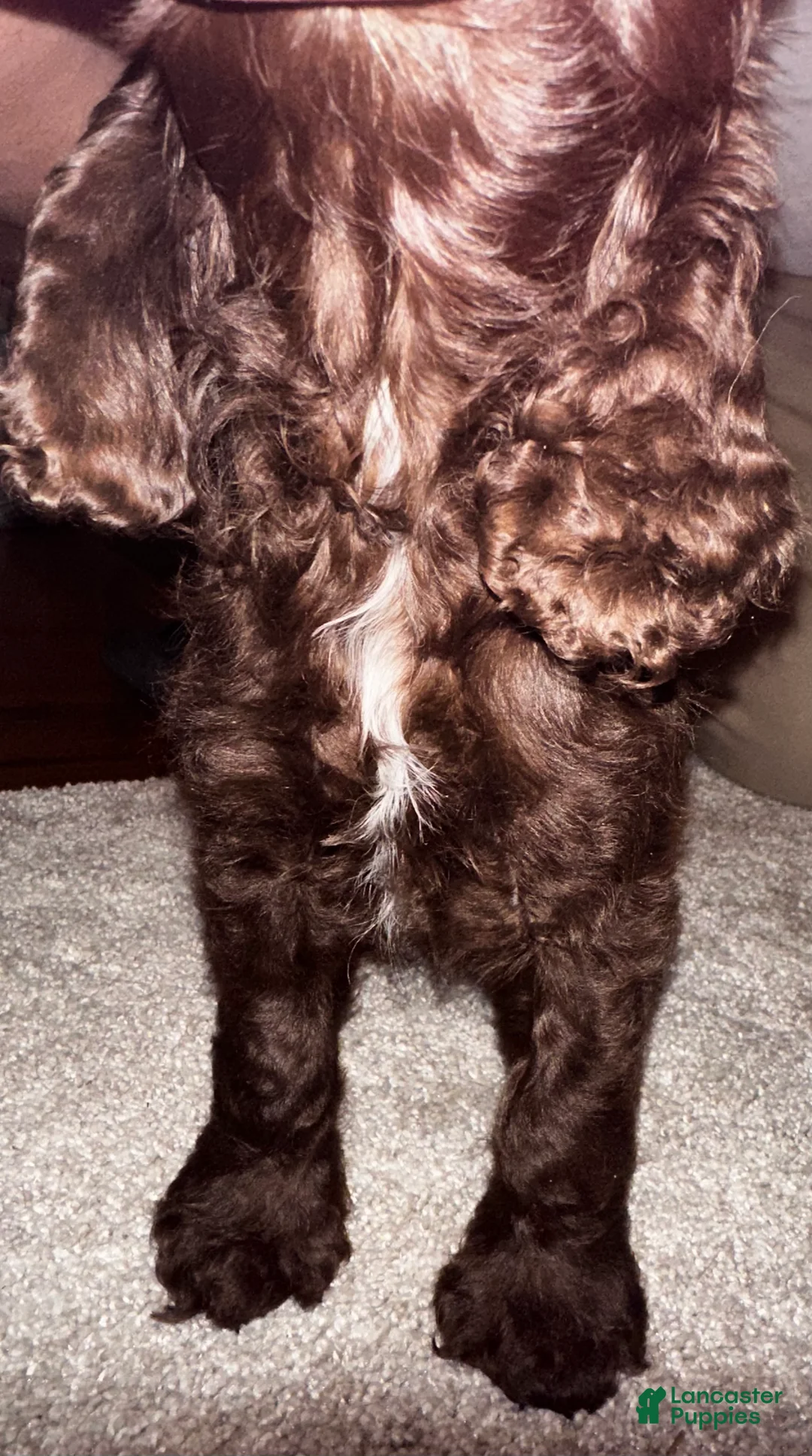 Cocker Spaniel dogs for sale: Princess - Ad 6
