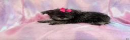 Miniature Schnauzer dogs for sale: Phoebe - Ad 7
