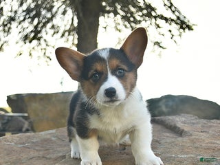 Welsh Corgi Pembroke dogs Sage - Ad 27