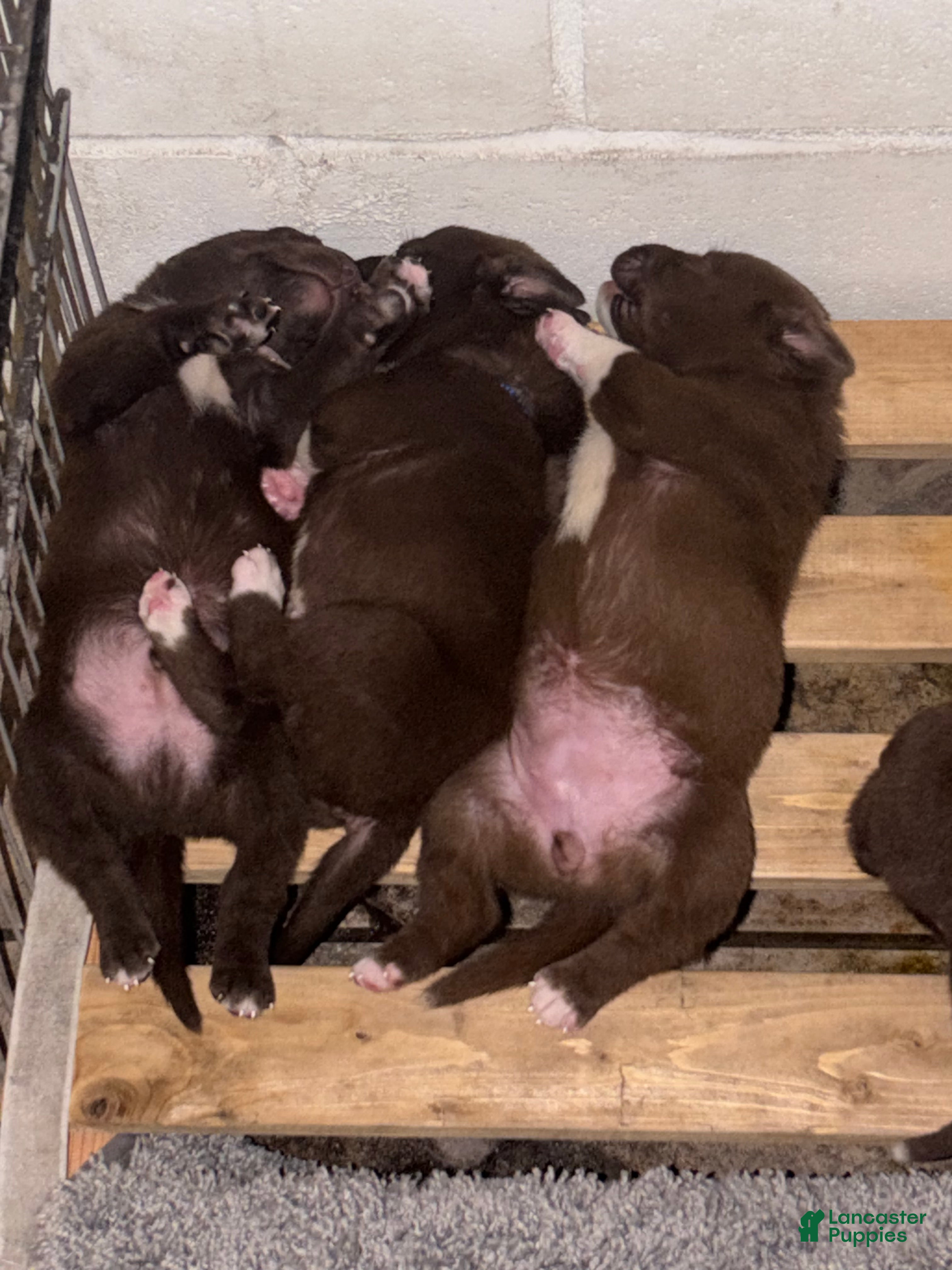 Labrador Retriever dogs Labrador Retriever 3 - Ad 2