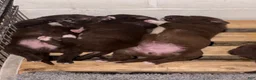 Labrador Retriever dogs for sale: Labrador Retriever 3 - Ad 2