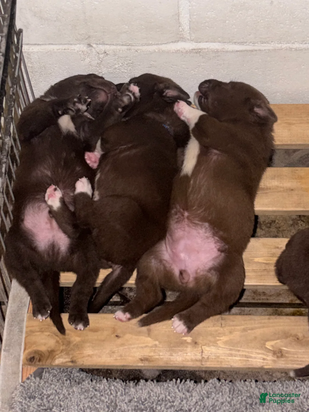 Labrador Retriever dogs for sale: Labrador Retriever 3 - Ad 2
