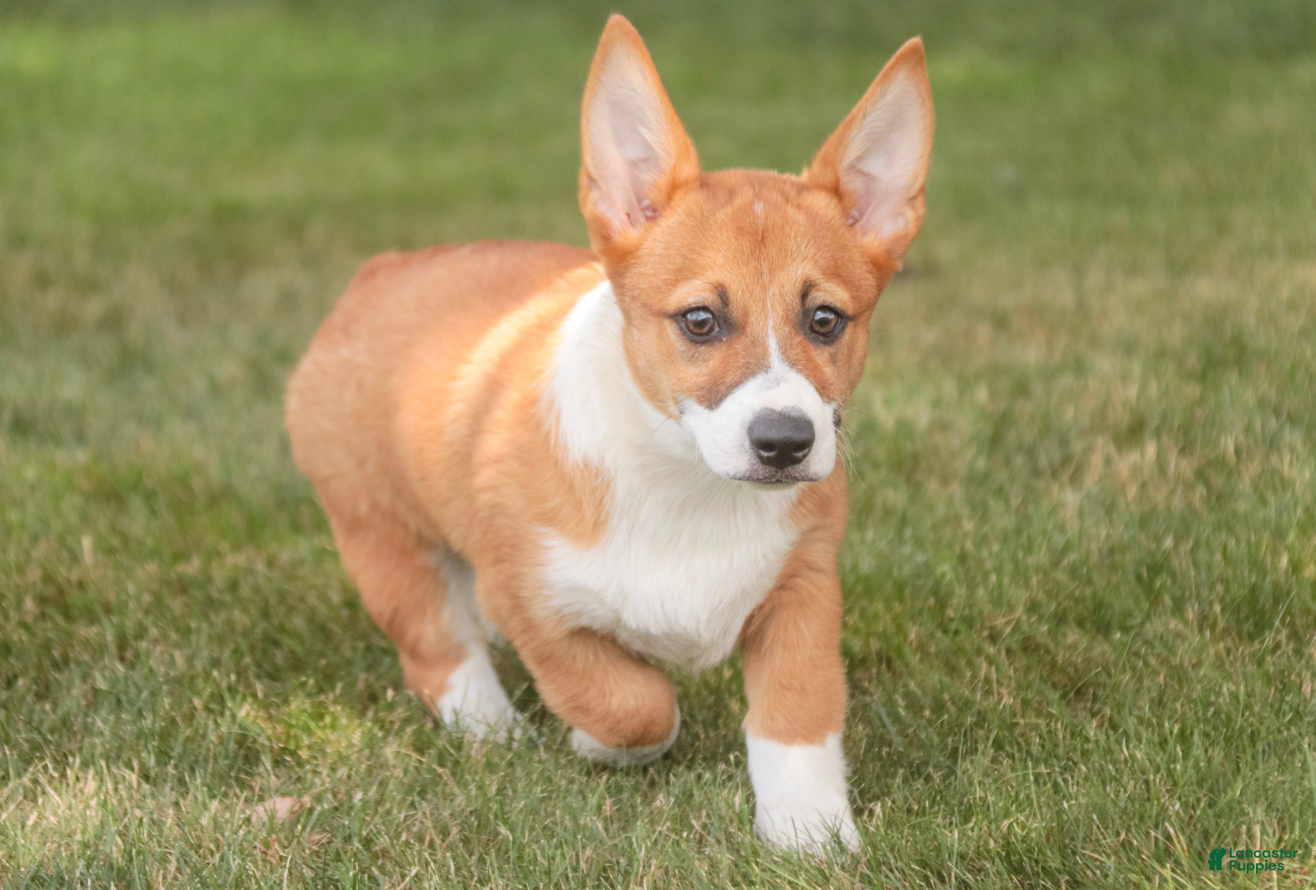 Welsh Corgi Pembroke dogs Rover - Ad 2