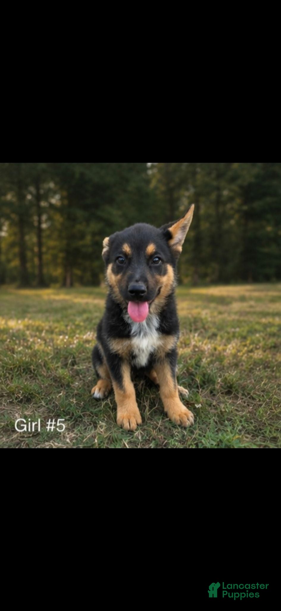 Mixed Breed dogs Mixed Breed 1 - Ad 14