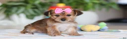 Morkie dogs for sale: Karis - Ad 3