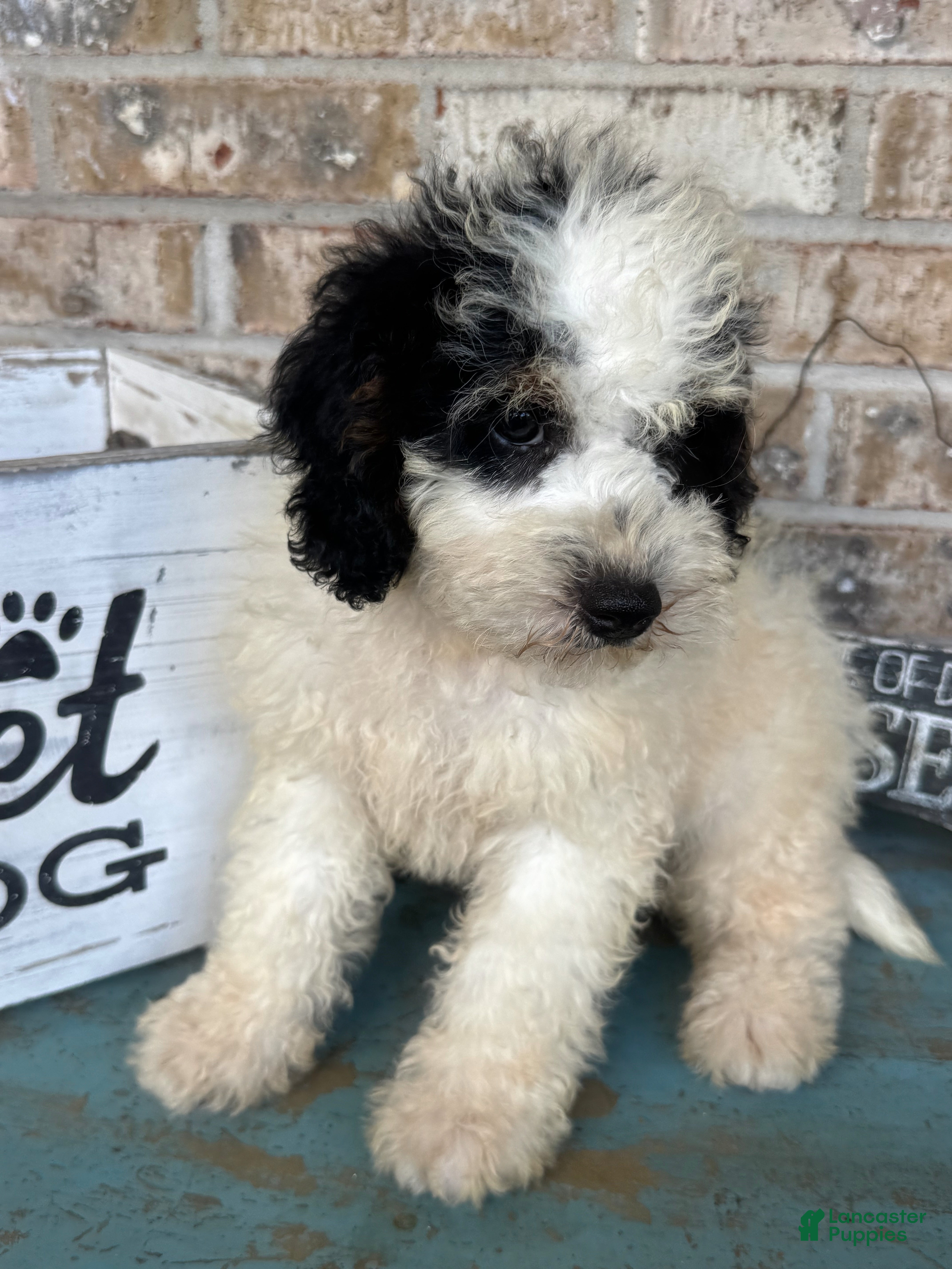 Mini Bernedoodle dogs Beau - Ad 30