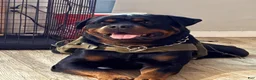 Rottweiler dogs for sale: Rottweiler 1 - Ad 5