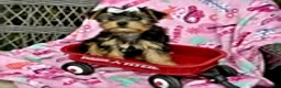 Yorkshire Terrier dogs for sale: Jeremy - Ad 8