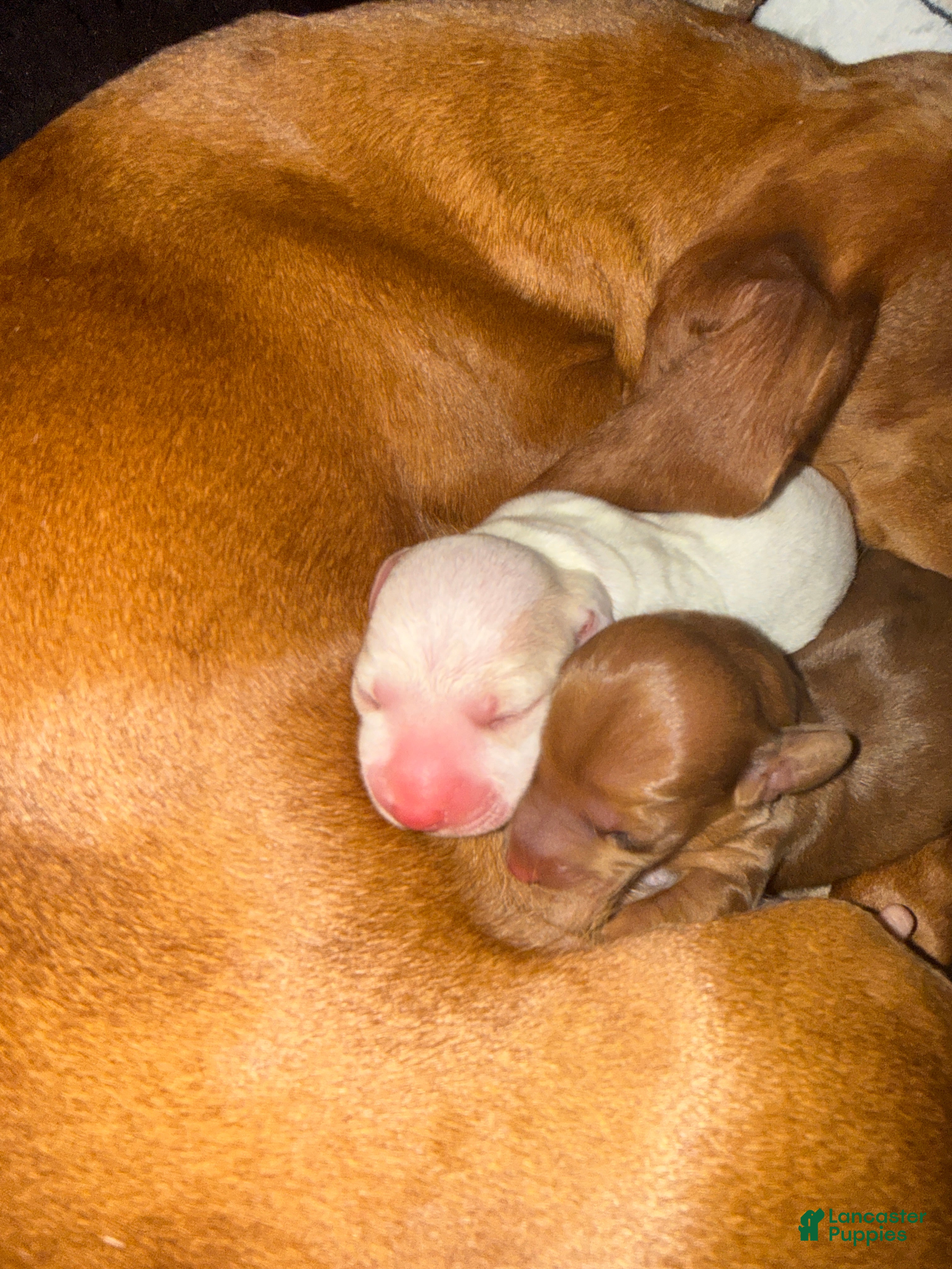 Miniature Dachshund dogs Miniature Dachshund Puppy 2 - Ad 13