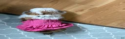 Shih Tzu dogs for sale: Shih Tzu Puppy 1 - Ad 3