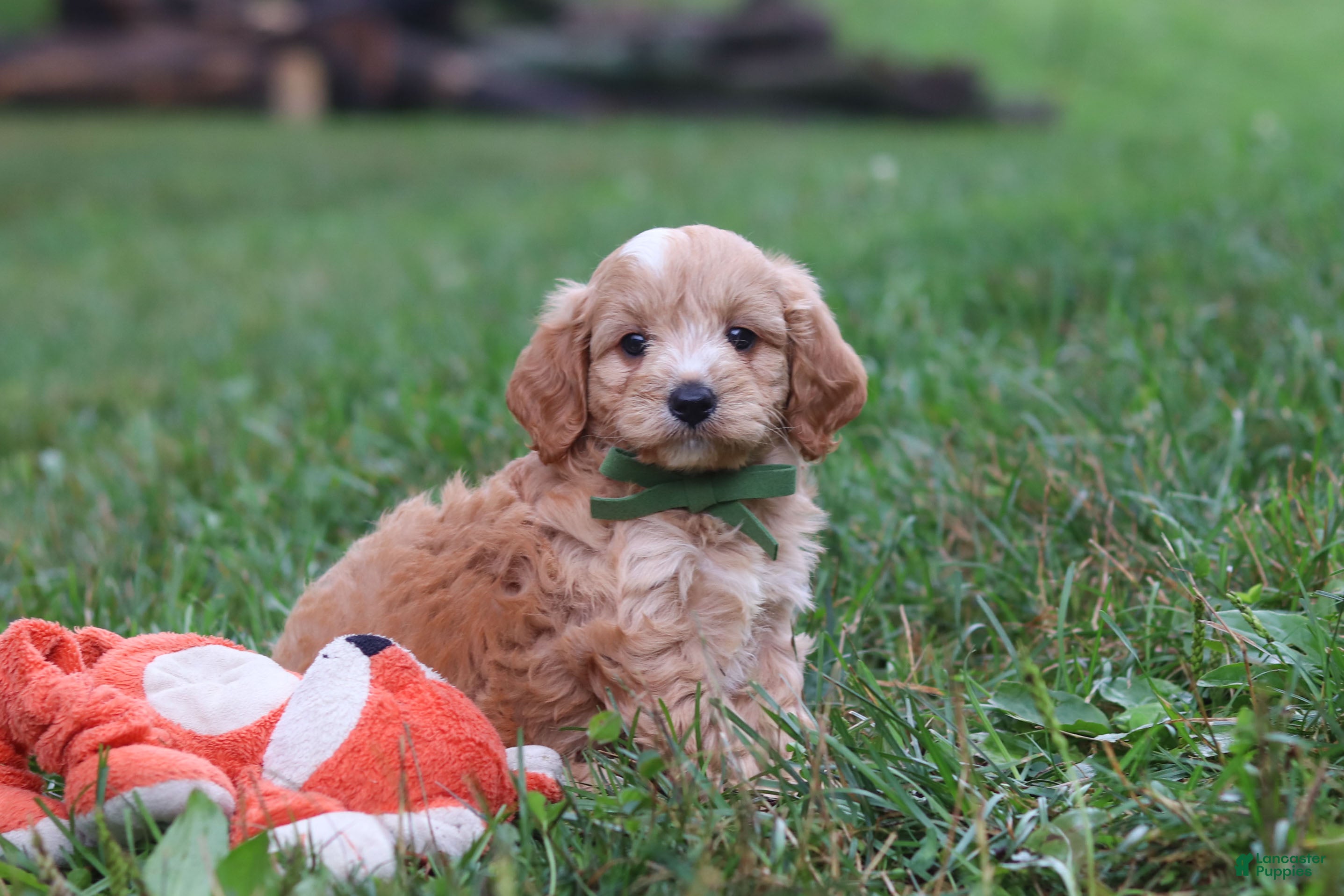 Cavapoo dogs Jett - Ad 1