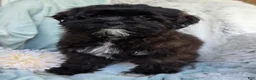 Shihpoo dogs for sale: Dawn - Ad 3