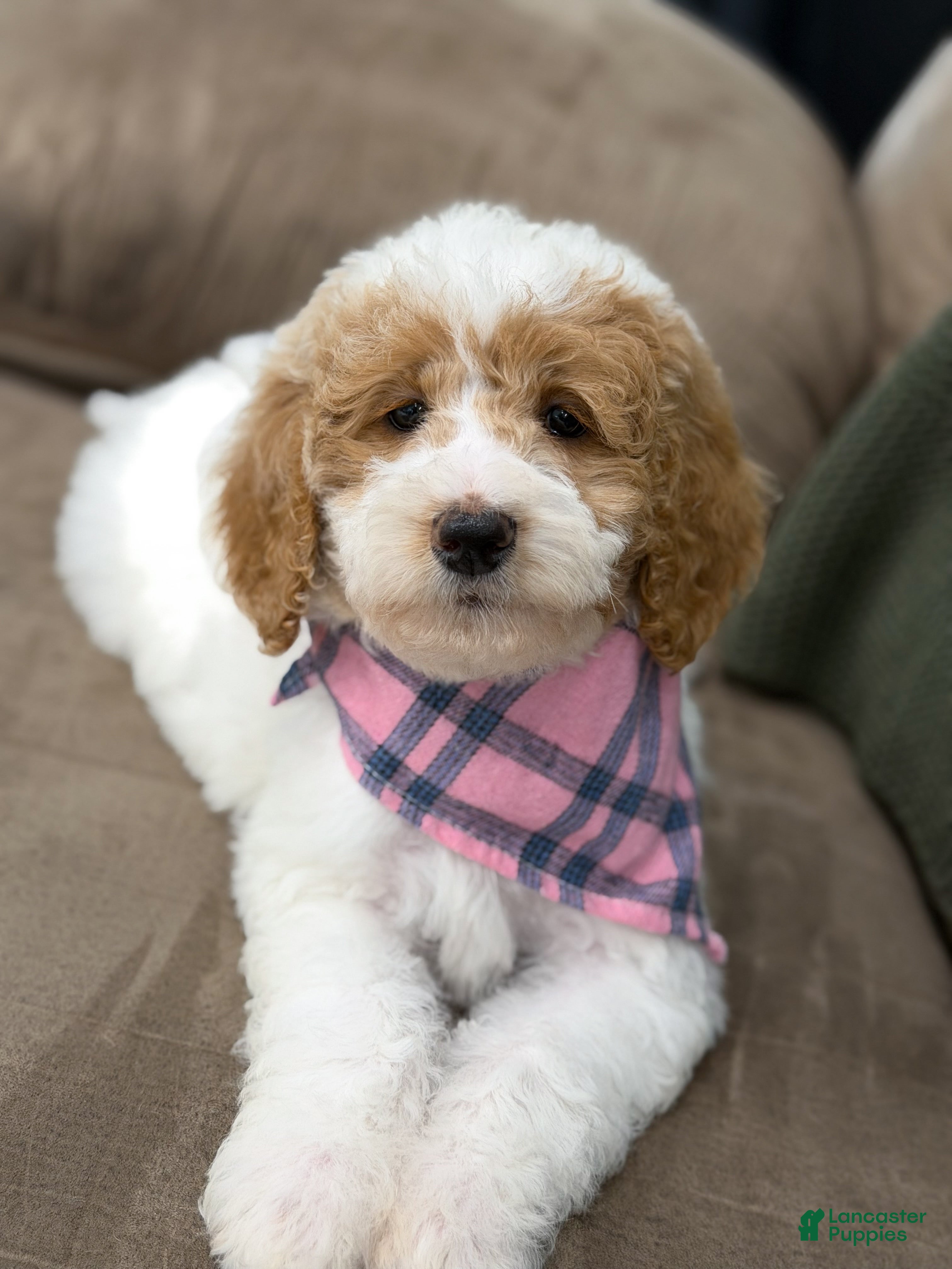 Goldendoodle dogs for sale: Hello i’m Sage 🎀 - Ad 1