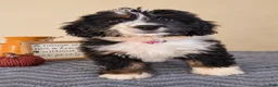 Bernedoodle dogs for sale: Milano - Ad 3