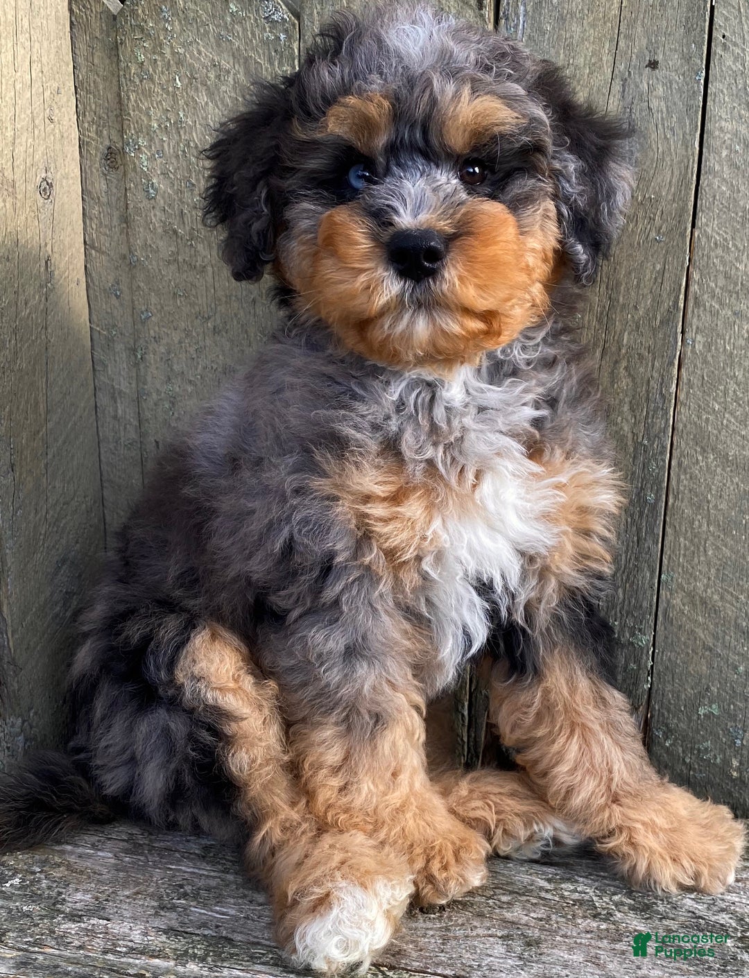 Mini Bernedoodle dogs for sale: 💚 IN BOSTON MASSACHUSETTS AREA 💚 3/4 BRIGHT BLUE 1/4 DARK BROWN RIGHT EYE 💚 MINI BERNEDOODLE 💚 - Ad 3