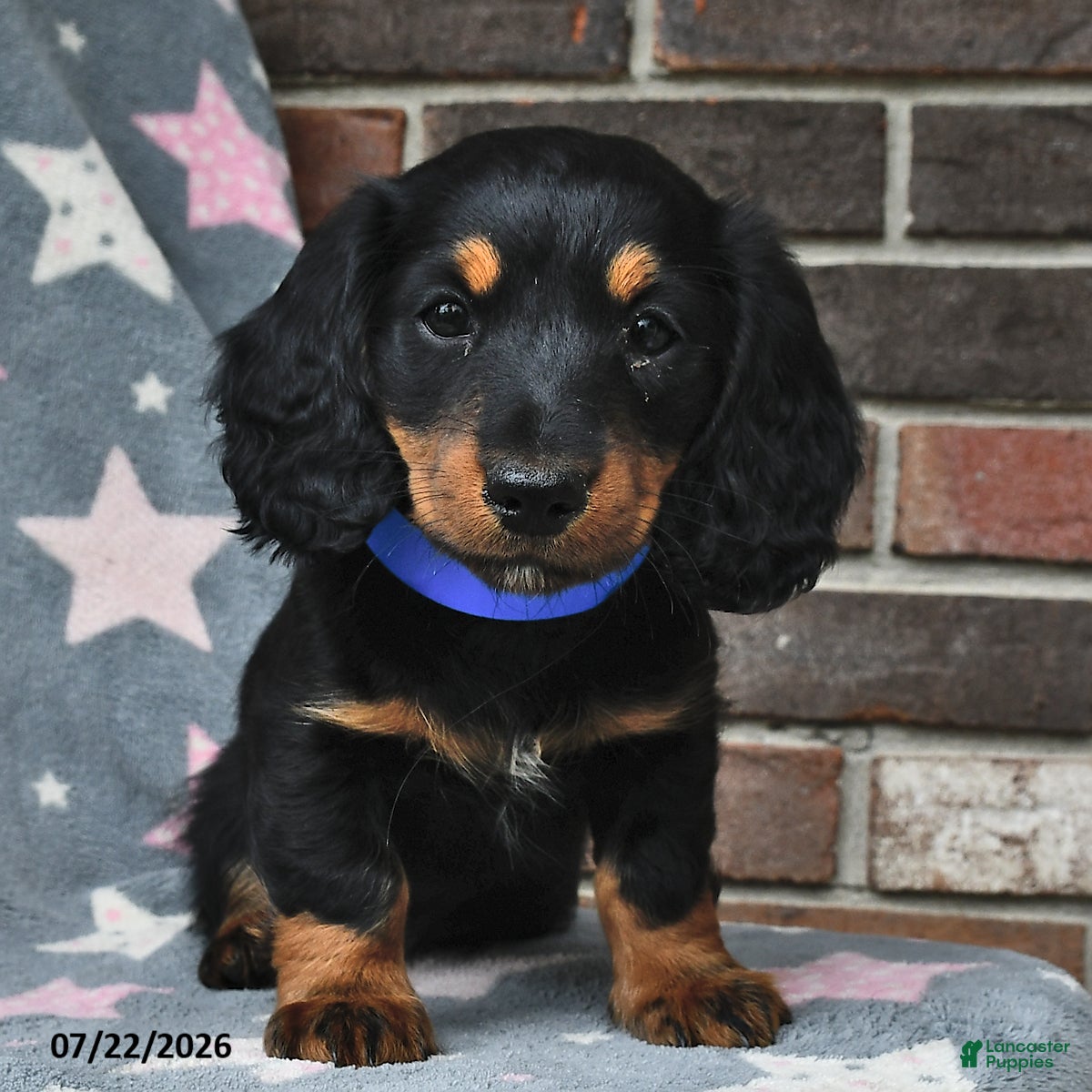 Miniature Dachshund dogs Fireworks - Ad 2