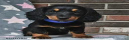 Miniature Dachshund dogs for sale: Fireworks - Ad 2