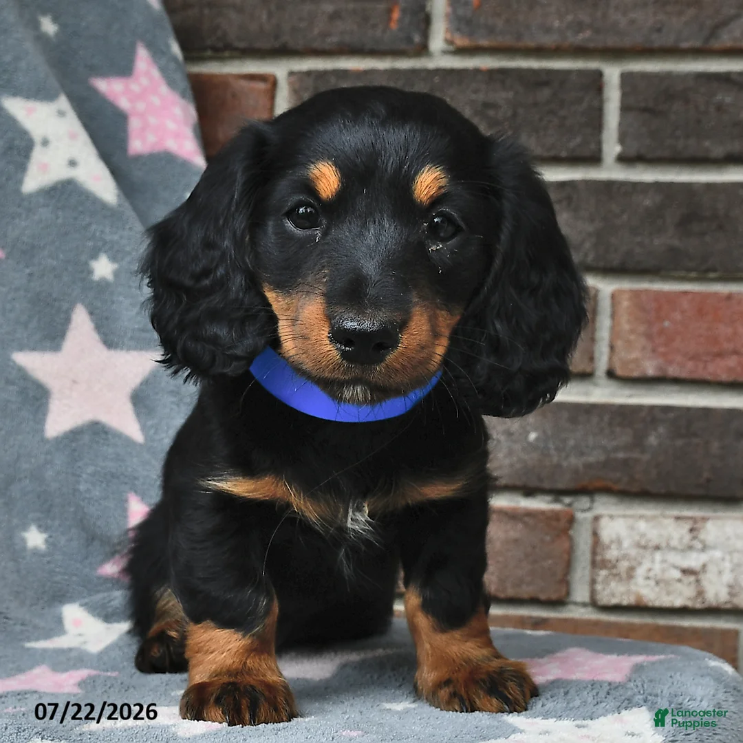 Miniature Dachshund dogs for sale: Fireworks - Ad 2