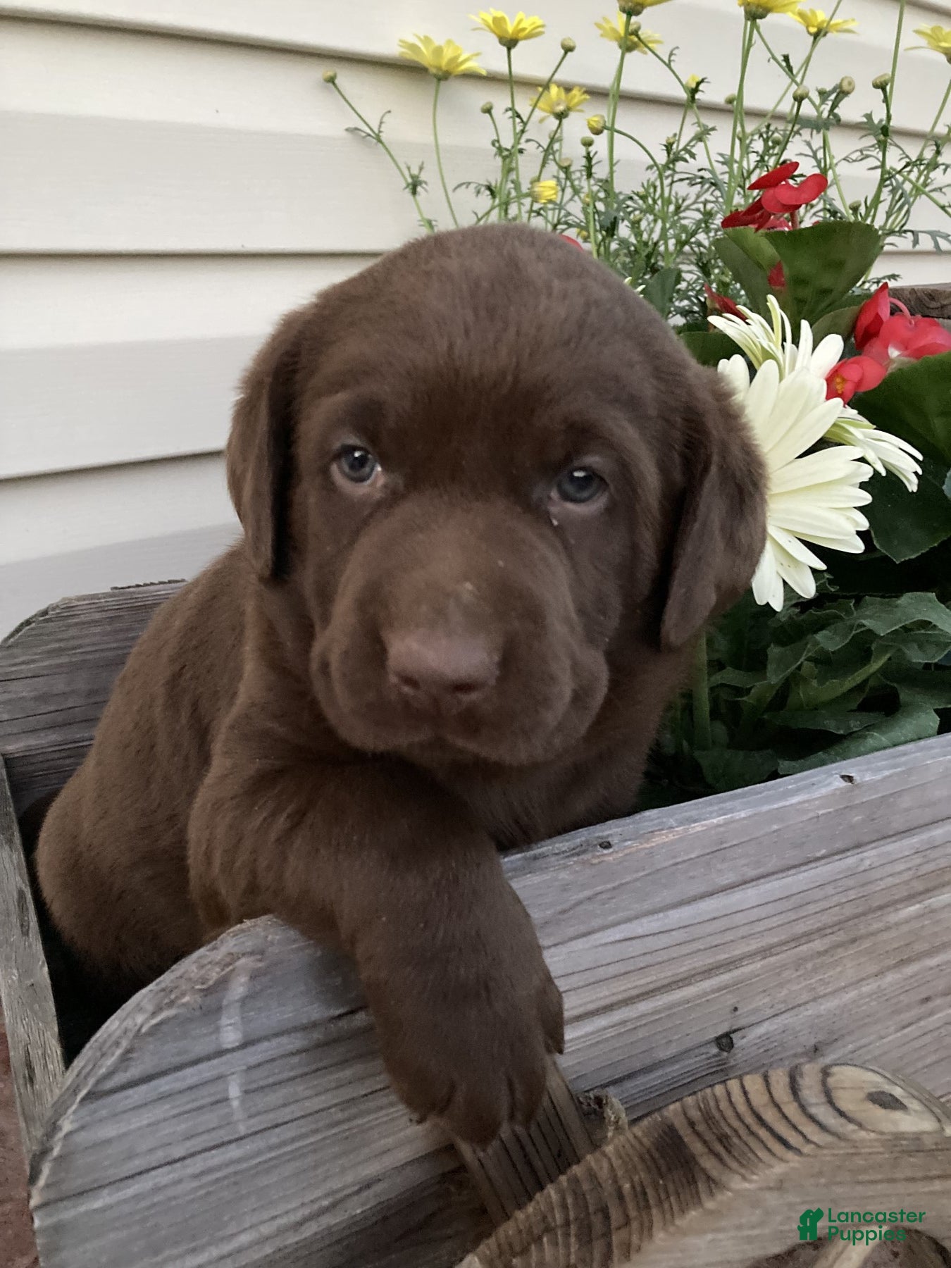 Labrador Retriever dogs for sale: Hunter - Ad 4