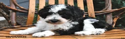Miniature Poodle dogs for sale: Muffin - Ad 4