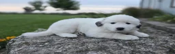 Great Pyrenees dogs for sale: Snowball - Ad 8