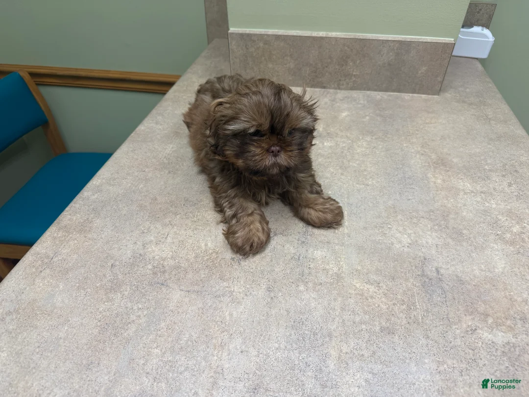 Shih Tzu dogs for sale: Shih Tzu Puppy 2 - Ad 9