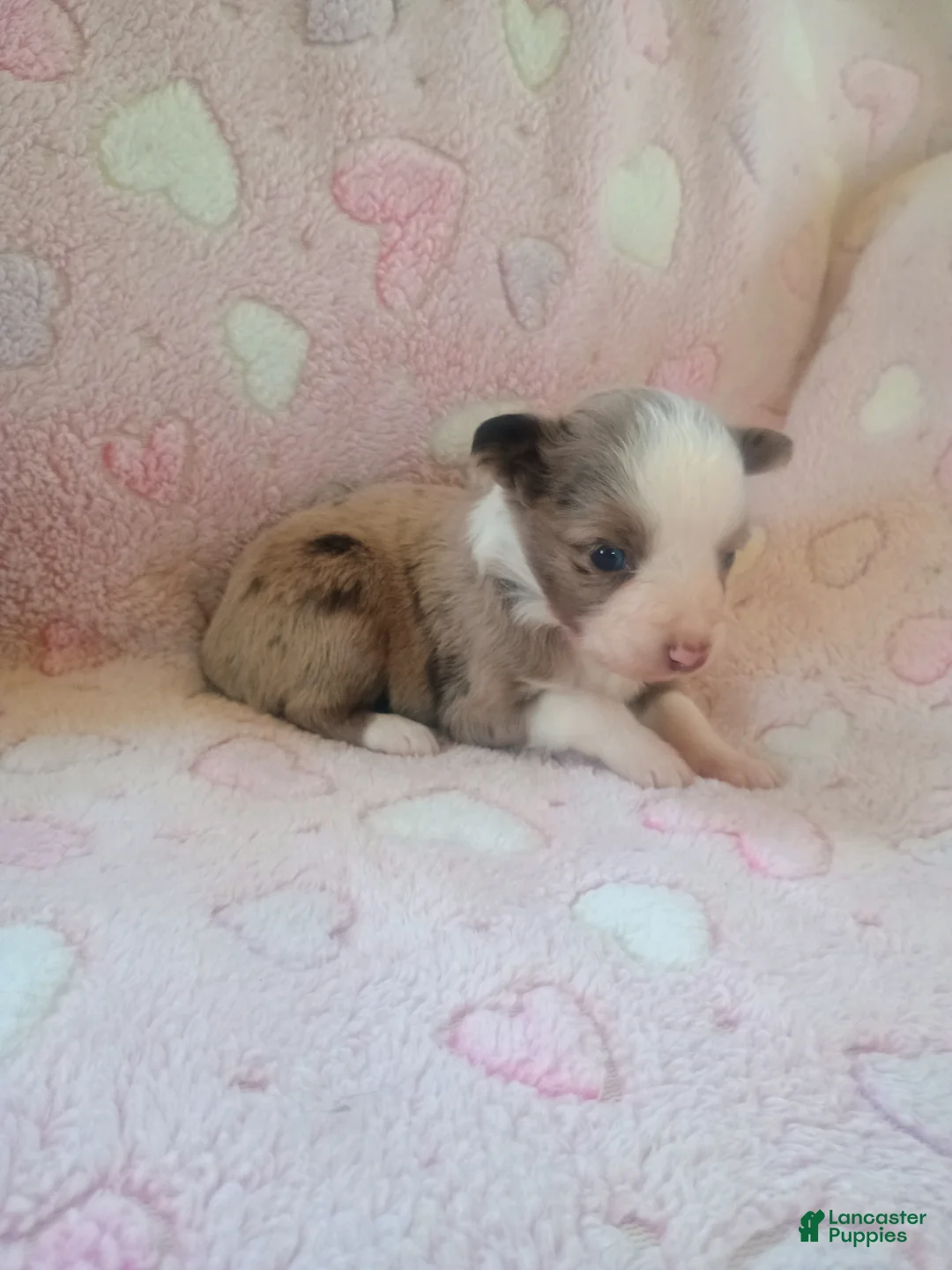 Toy Australian Shepherd dogs for sale: Toy Australian Shepherd Puppy 3 - Ad 3