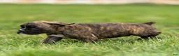 Boxer dogs for sale: Larry Boxer Puppy  - Ad 2