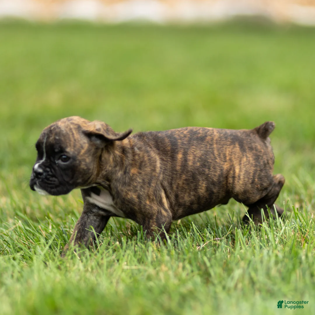 Boxer dogs for sale: Larry Boxer Puppy  - Ad 2