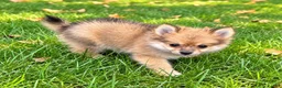 Pomchi dogs for sale: Nugget - Ad 4